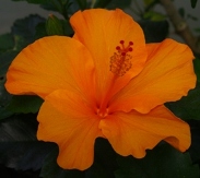 Single Orange Tropical Hibiscus, Hibiscus rosa-sinensis 'Single Orange'